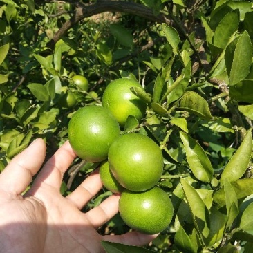 60