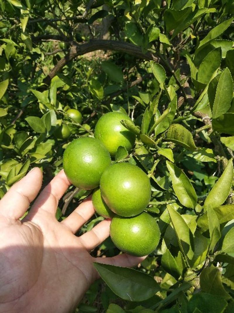 60