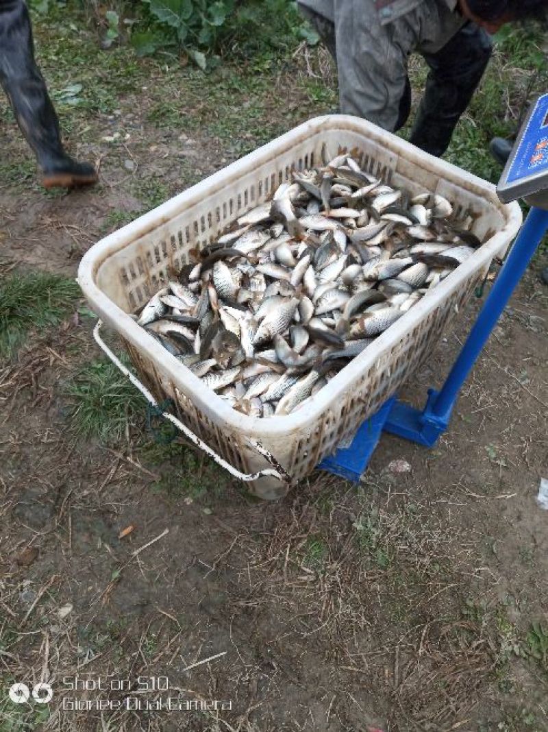 大量出售每斤3-30尾，100-500尾各种规格鲤鱼