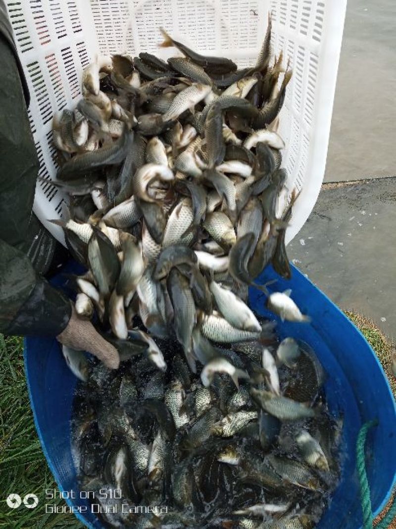 大量出售每斤3-30尾，100-500尾各种规格鲤鱼