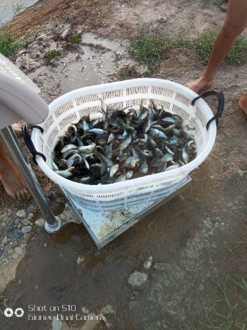 大量出售每斤3-30尾，100-500尾各种规格鲤鱼