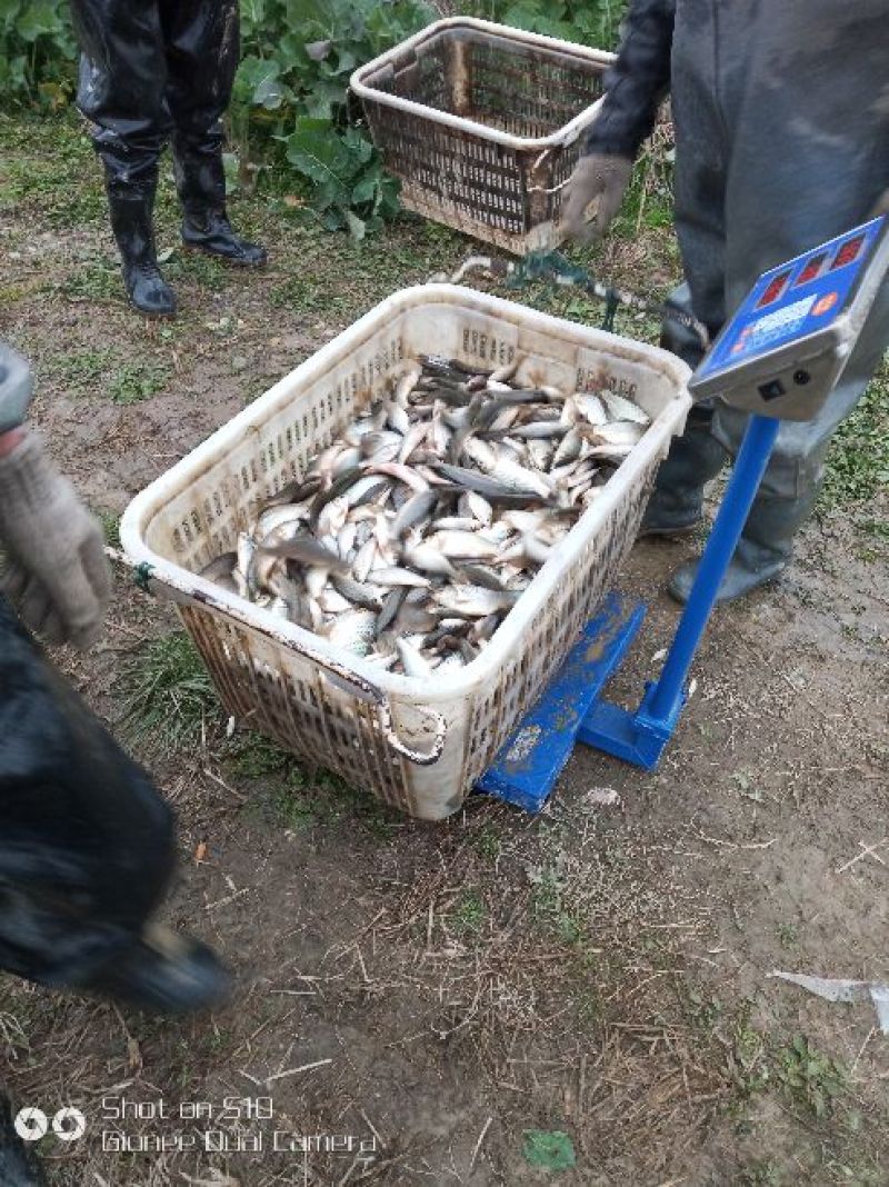 大量出售每斤3-30尾，100-500尾各种规格鲤鱼