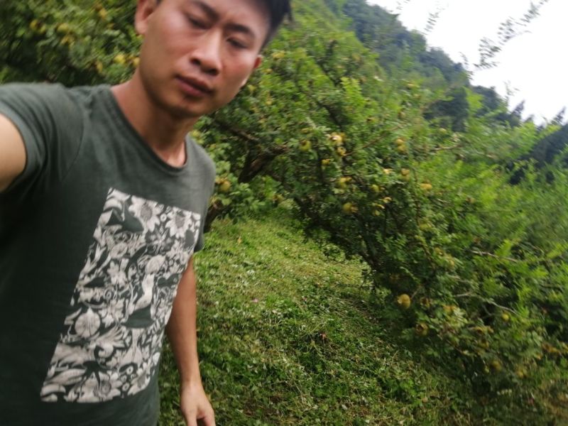 家乡刺梨高品质