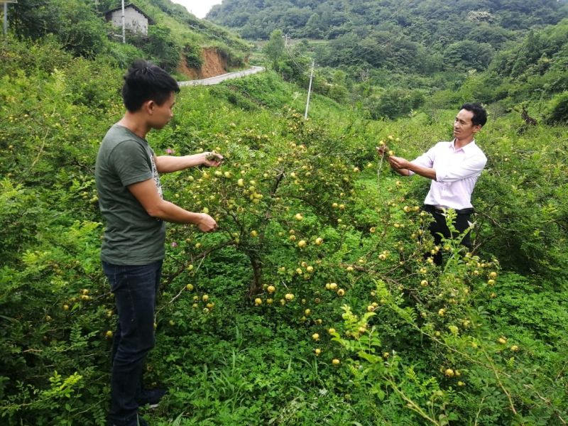 家乡刺梨高品质