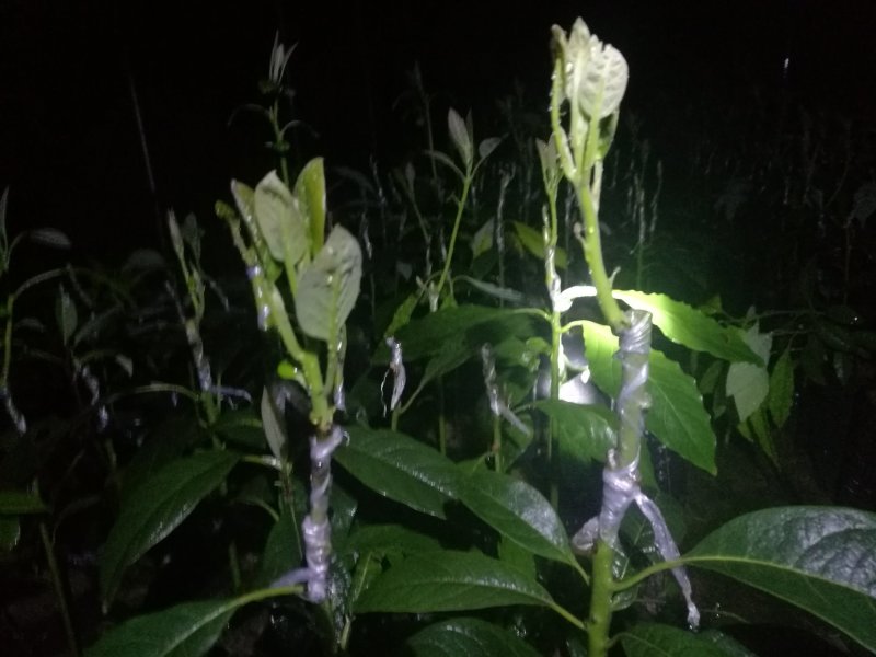 牛油果苗
