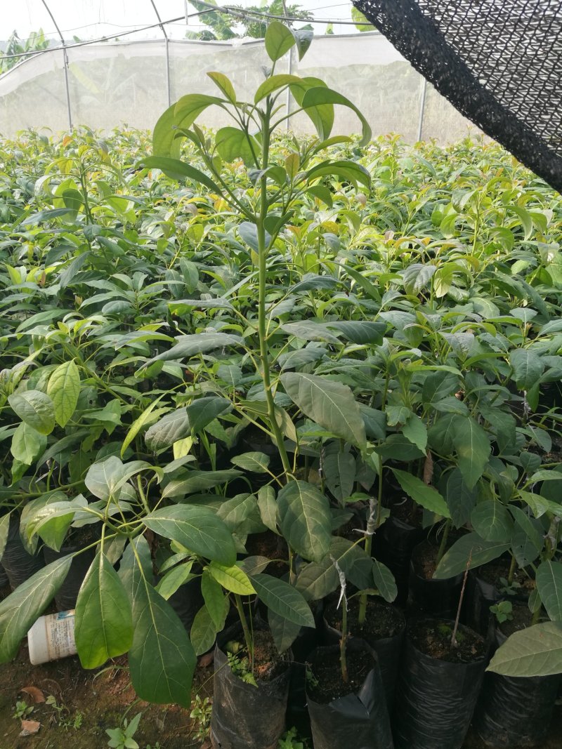 牛油果苗
