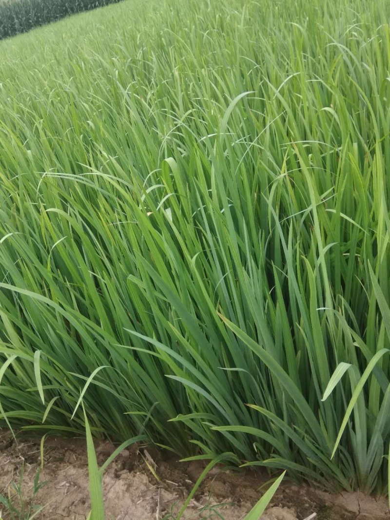 水生鸢尾