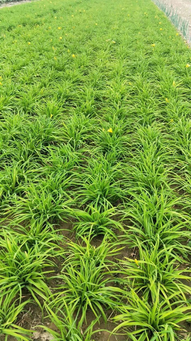 水生鸢尾