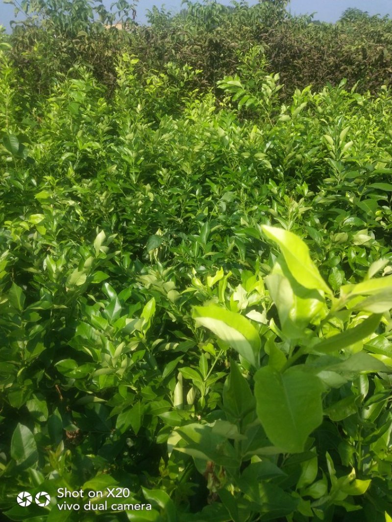 柠檬苗技术支持