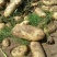 土豆