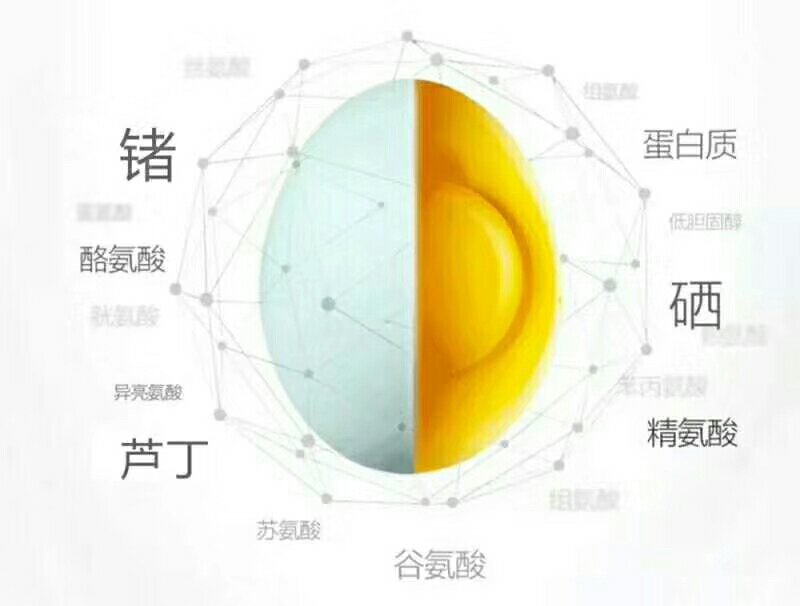 桂花雀商品蛋种蛋鸟蛋基地常年供应保质保量欢迎采购