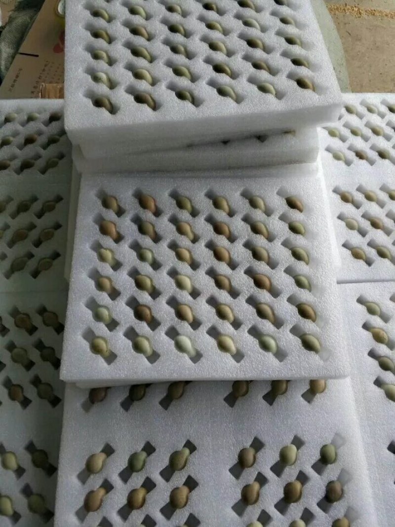 桂花雀商品蛋种蛋鸟蛋基地常年供应保质保量欢迎采购