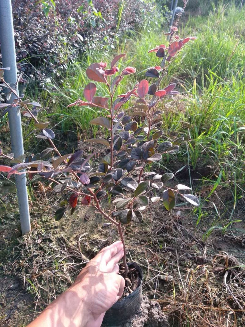 大量出售红花继木小苗要的抓紧了