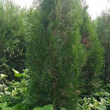 侧柏1-7米量大供应要的提前预约