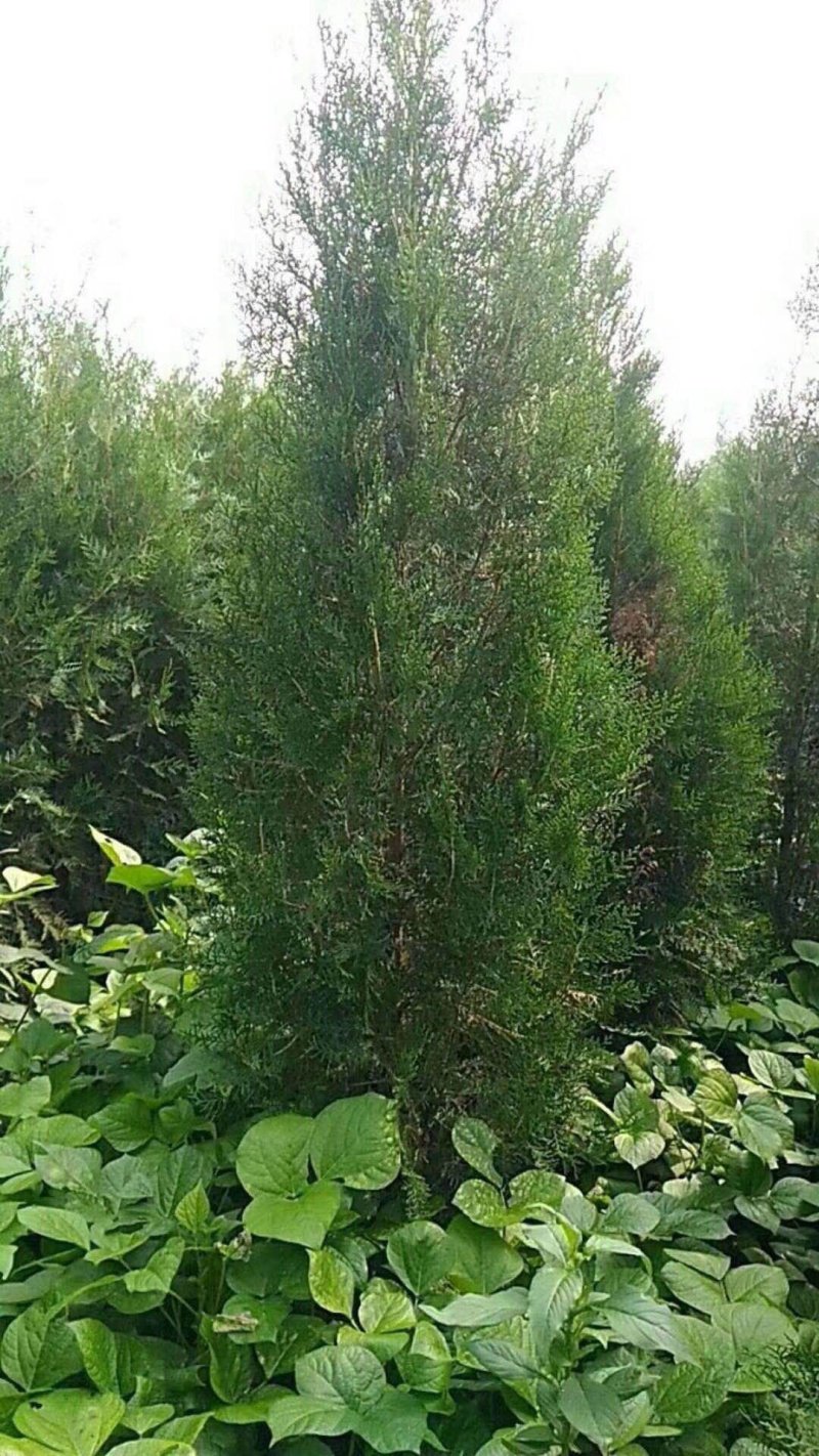 侧柏1-7米量大供应要的提前预约