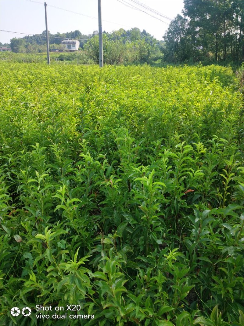 峰糖李苗技术支持