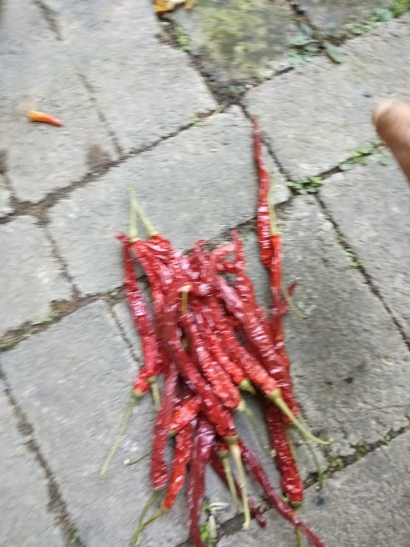 朝天椒，线椒，干货，质量好