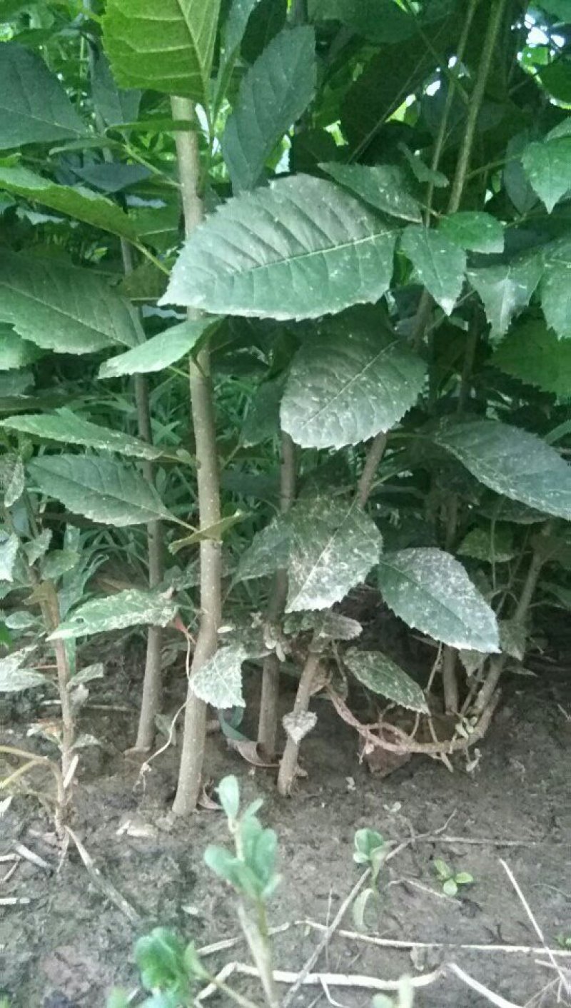 白蜡苗