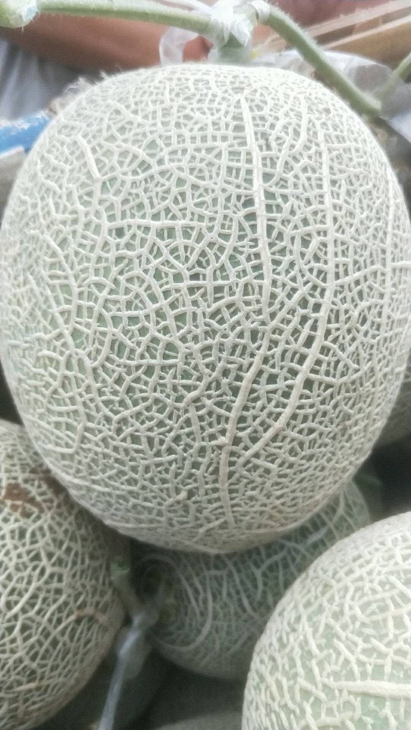 阿鲁斯网纹瓜
