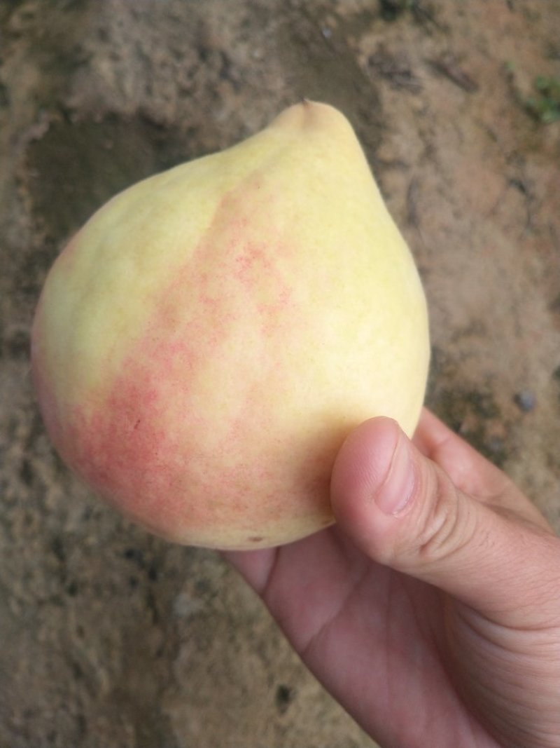 深州蜜桃