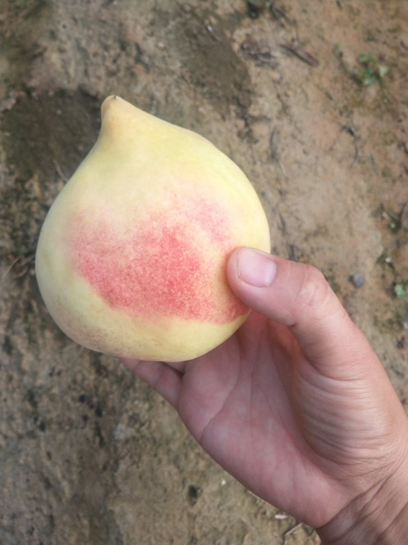 深州蜜桃