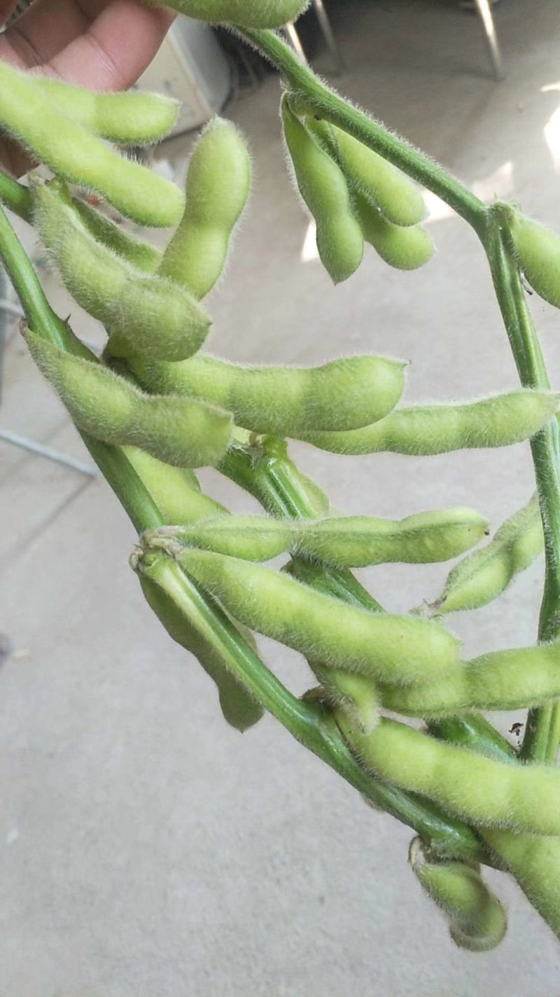 毛豆，翠绿宝，绿宝石，开心绿，大青豆…