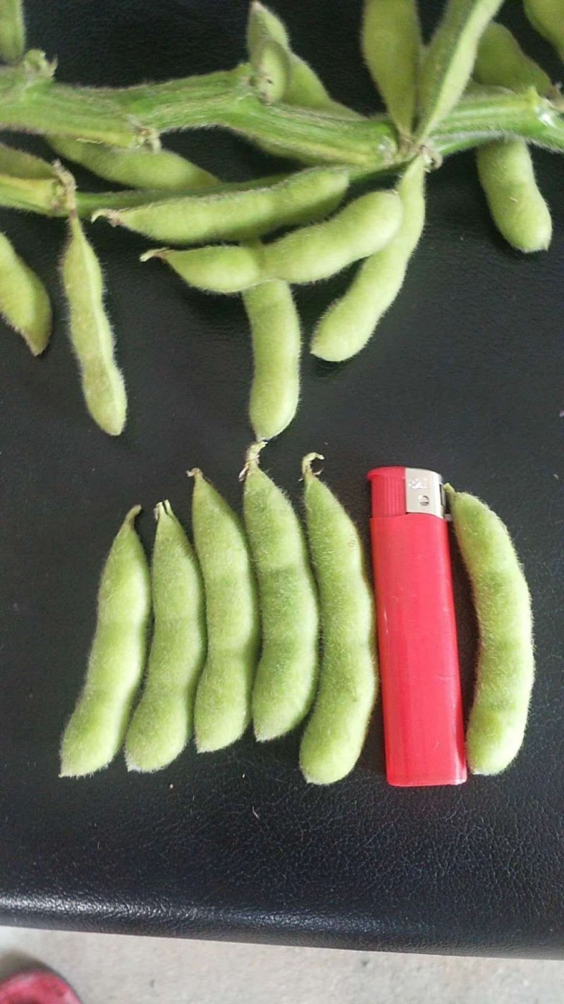毛豆，翠绿宝，绿宝石，开心绿，大青豆…