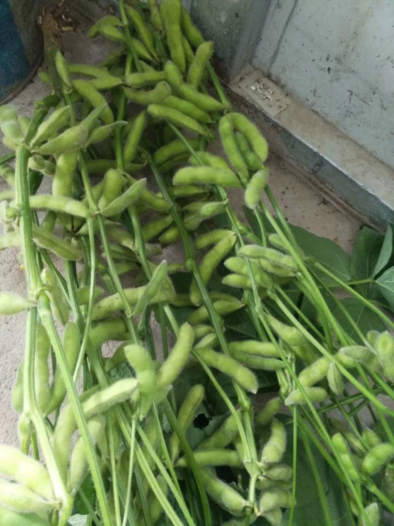 毛豆，翠绿宝，绿宝石，开心绿，大青豆…