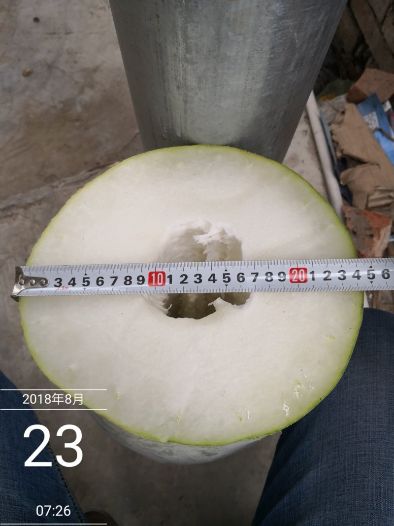 精品长白冬瓜种子指导种植协助销售成品