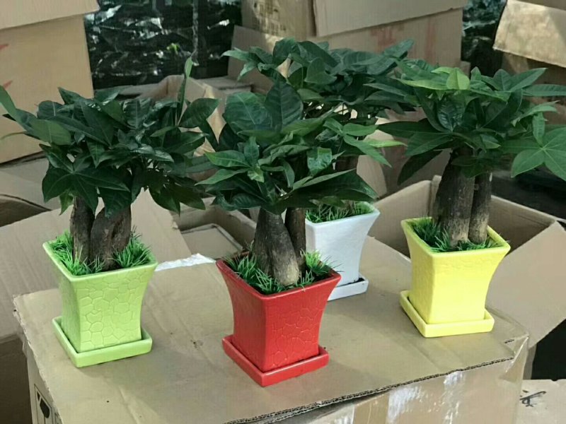 发财树