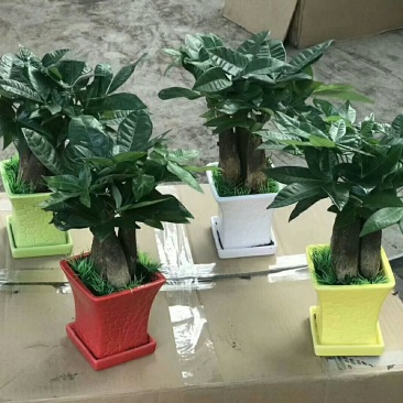 发财树