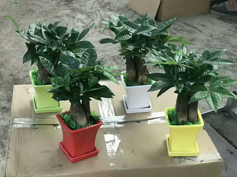 发财树