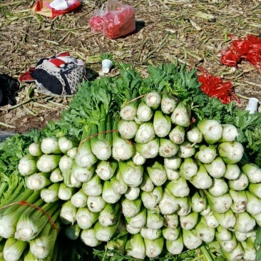 西芹诚信经营，大量现货兰州高原夏菜
