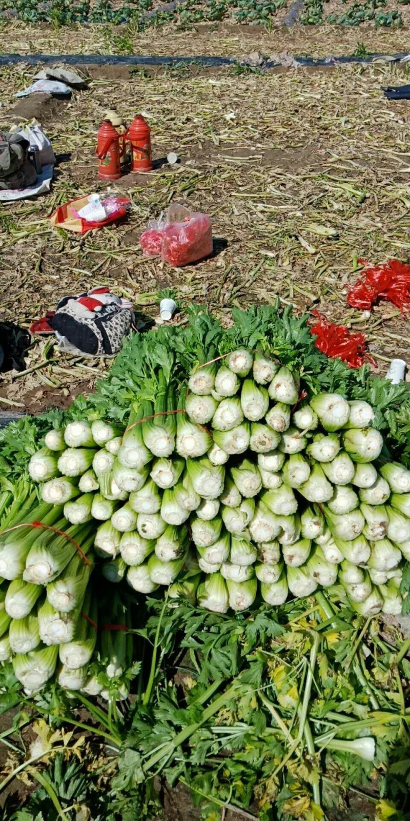 西芹诚信经营，大量现货兰州高原夏菜