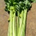 西芹诚信经营，大量现货兰州高原夏菜