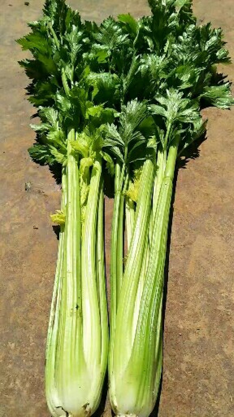西芹诚信经营，大量现货兰州高原夏菜