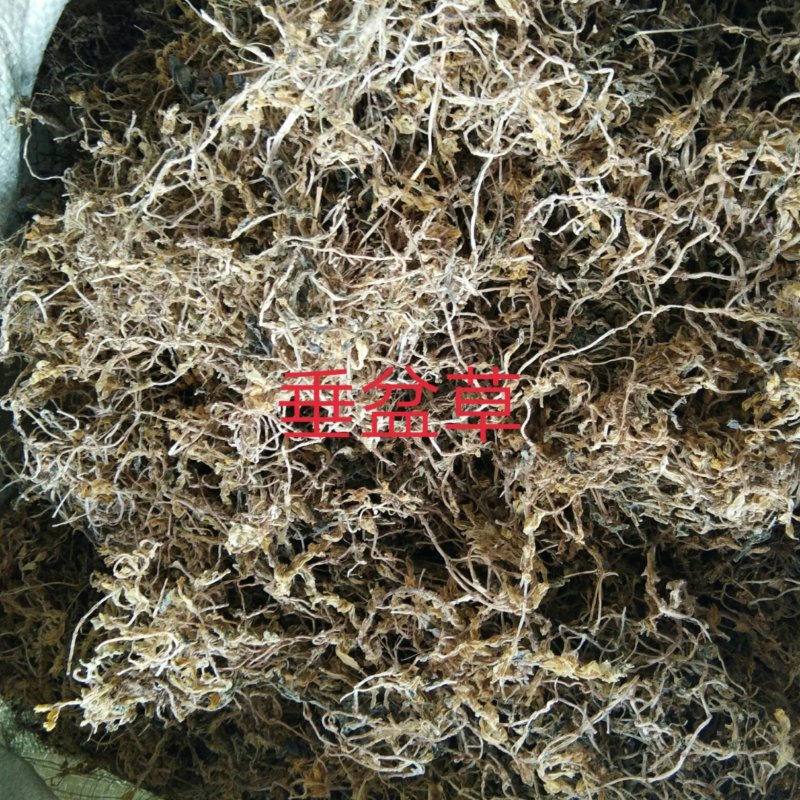 陕西商洛野生垂盆草，药用全草，无硫