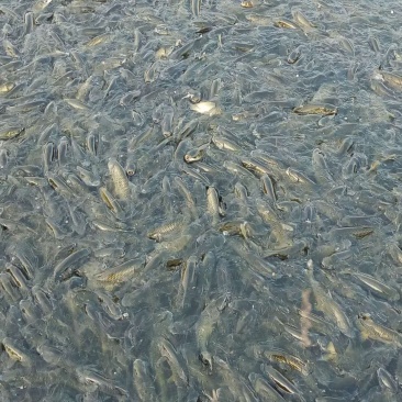 草鱼