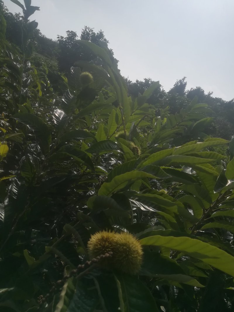 板栗