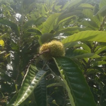 板栗