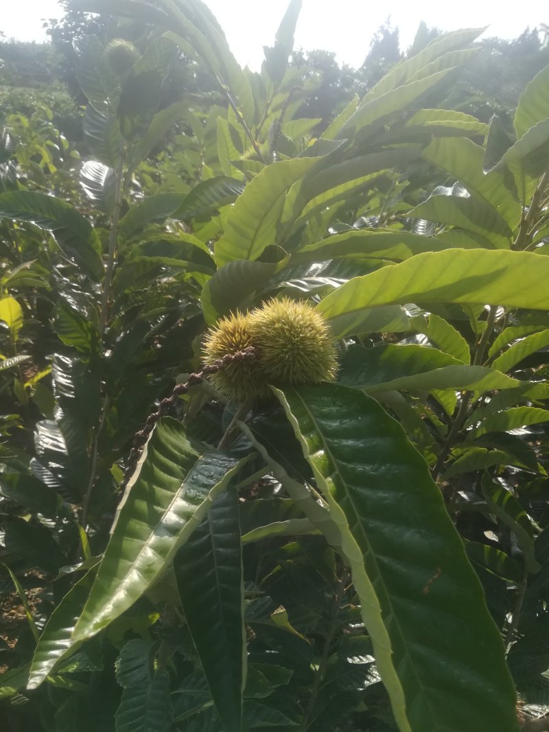 板栗