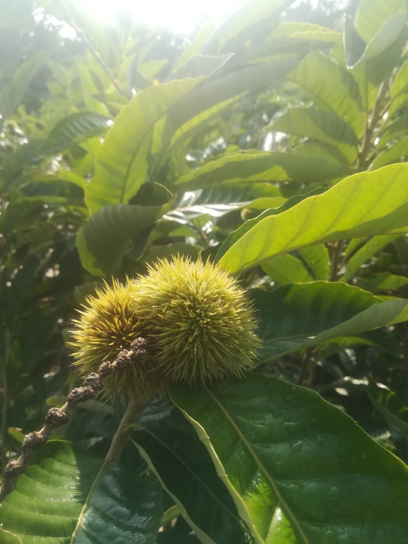 板栗