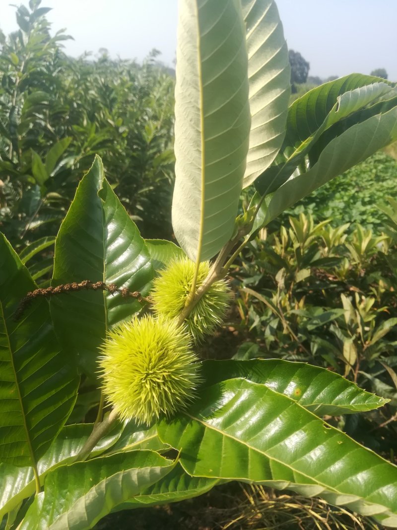 板栗
