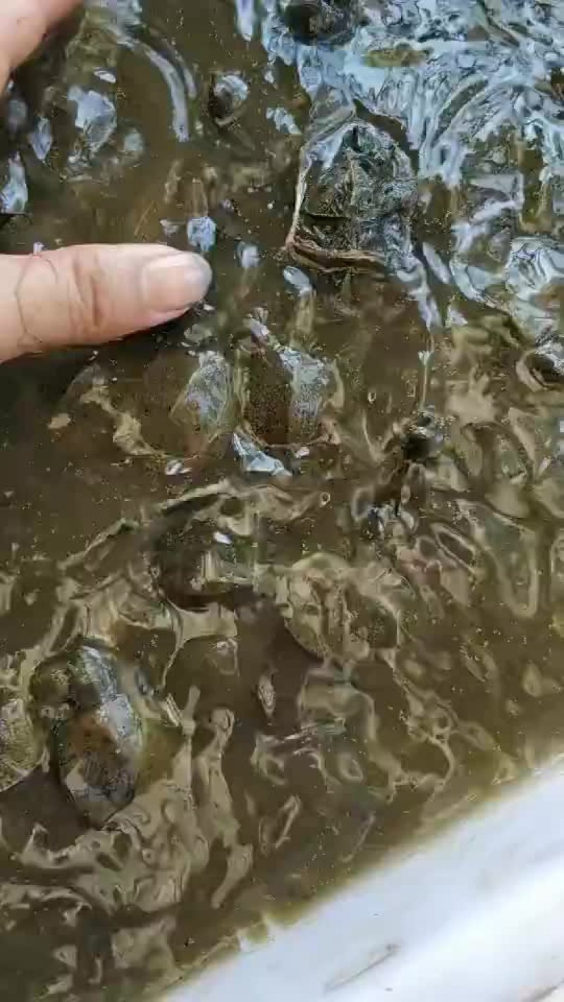 甲鱼苗