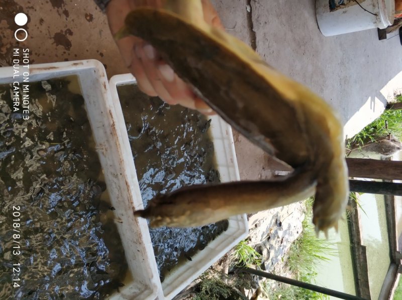 甲鱼苗