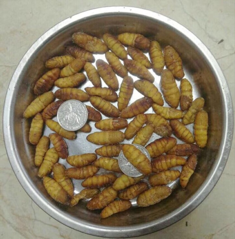 蚕蛹未出壳