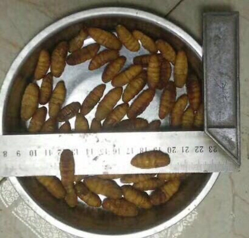 蚕蛹未出壳