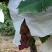 （精选）陕西大荔红提葡萄大量上市中欢迎各大团队前来产地采