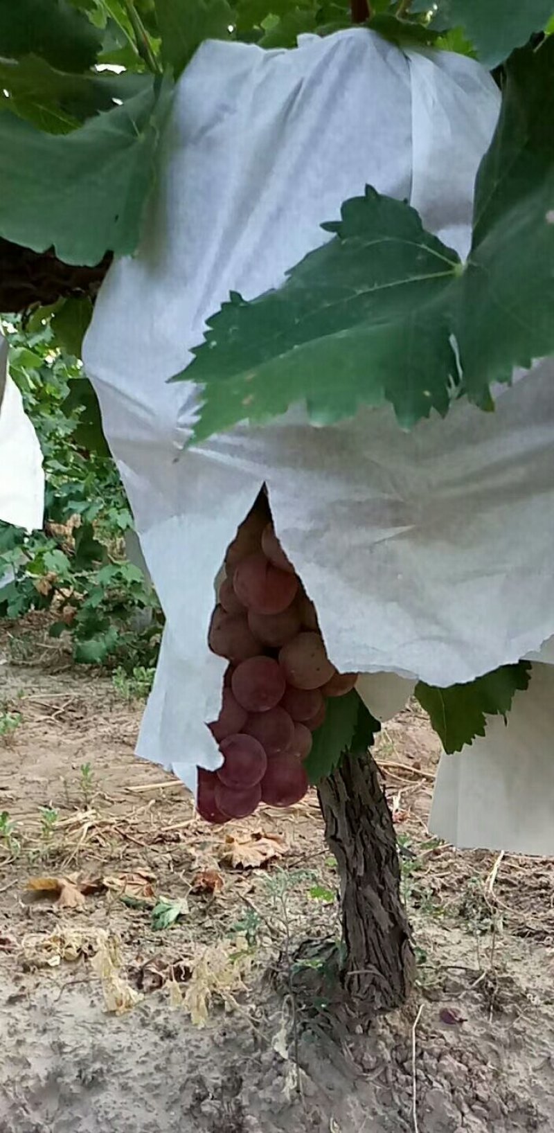 （精选）陕西大荔红提葡萄大量上市中欢迎各大团队前来产地采