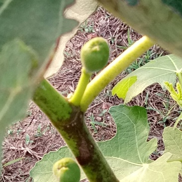 无花果树
